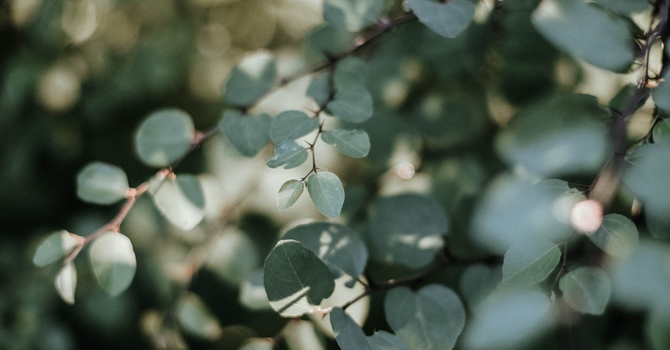 RN, Psychotherapist, EHP